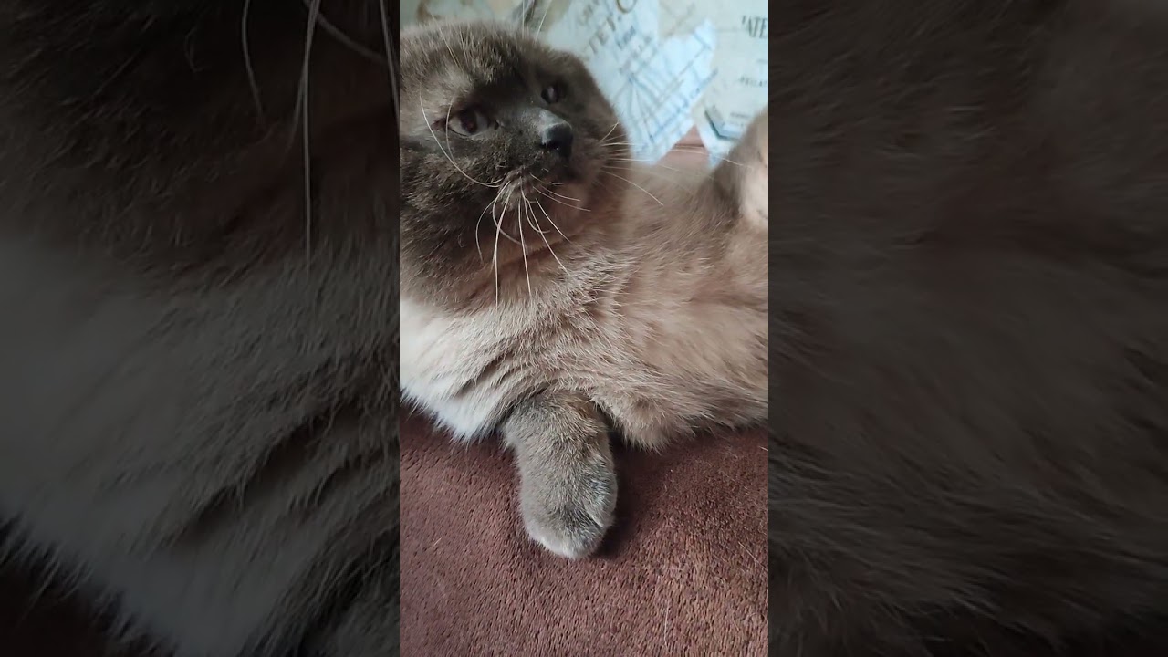 1.марта 2026года котик Маркиз))