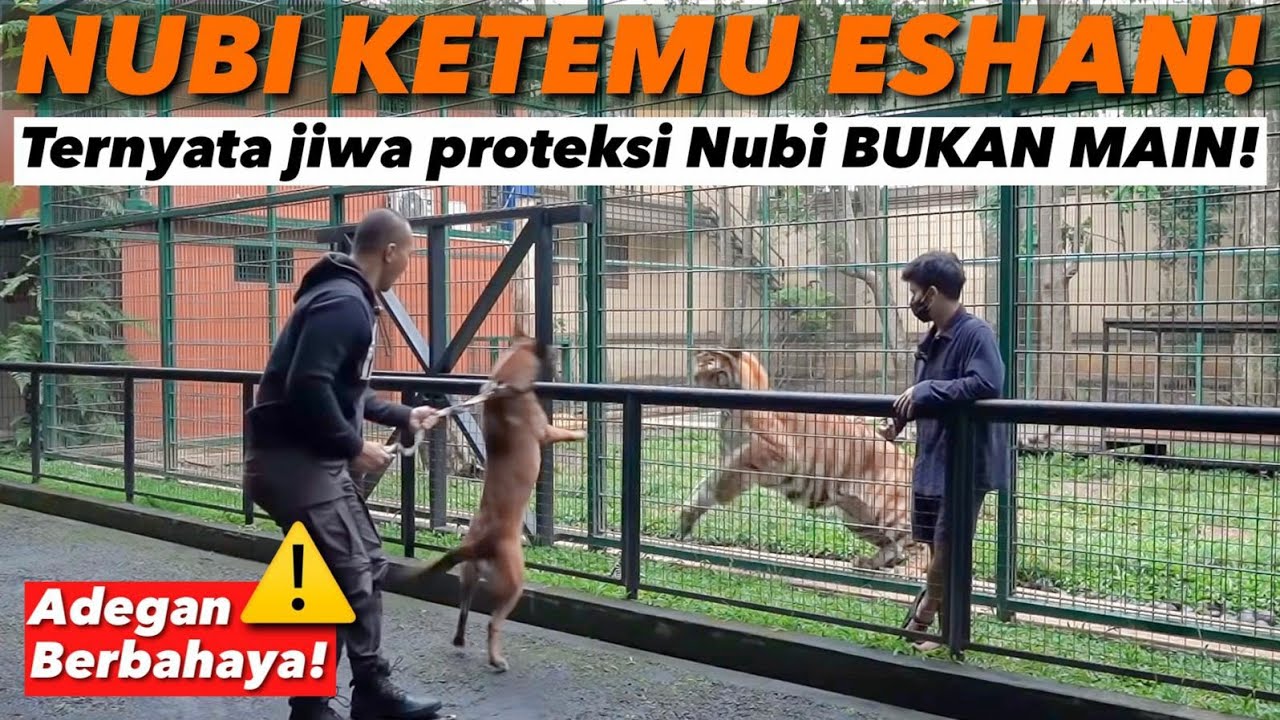 ANUBIS VS ESHAN ! NGERIIII 😱