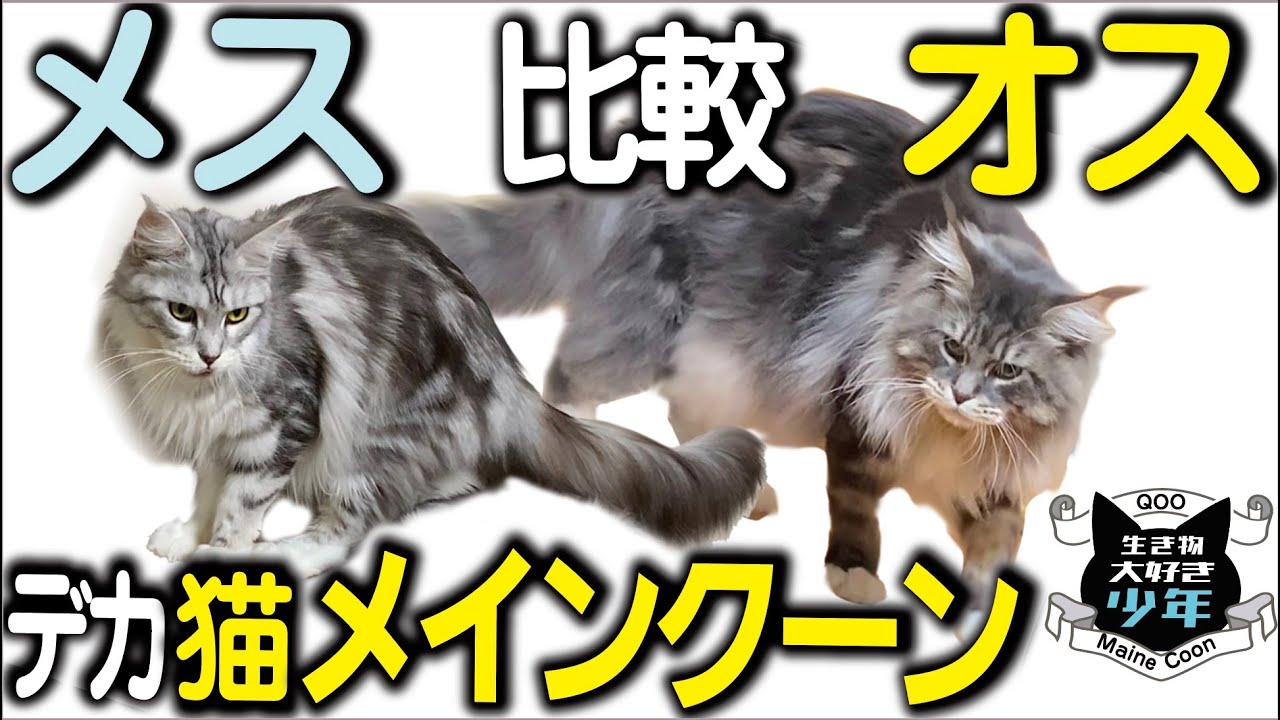 【メインクーン】オスvsメス／世界最大の大型猫、雄と雌、徹底比較／性格、飼いやすさ、子供との相性、体重／飼うならどっち？
