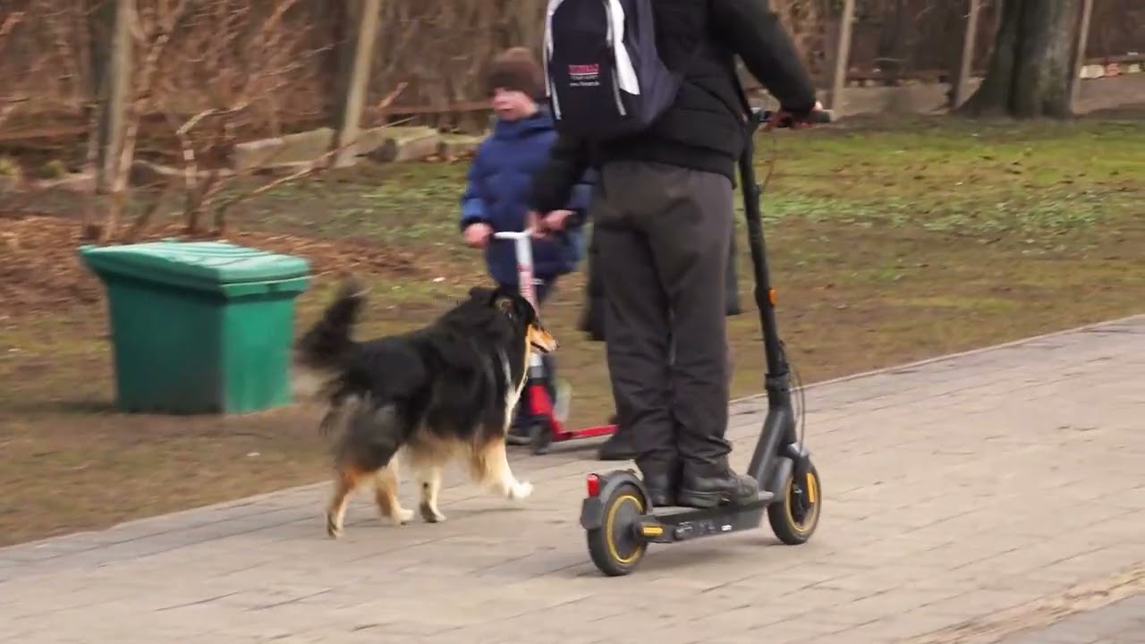 Alerģijas mājdzīvniekam