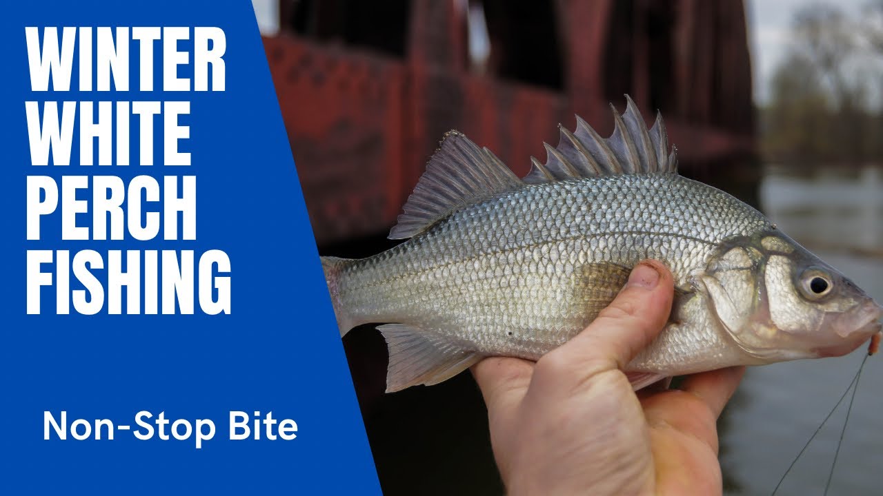 Winter White Perch Fishing