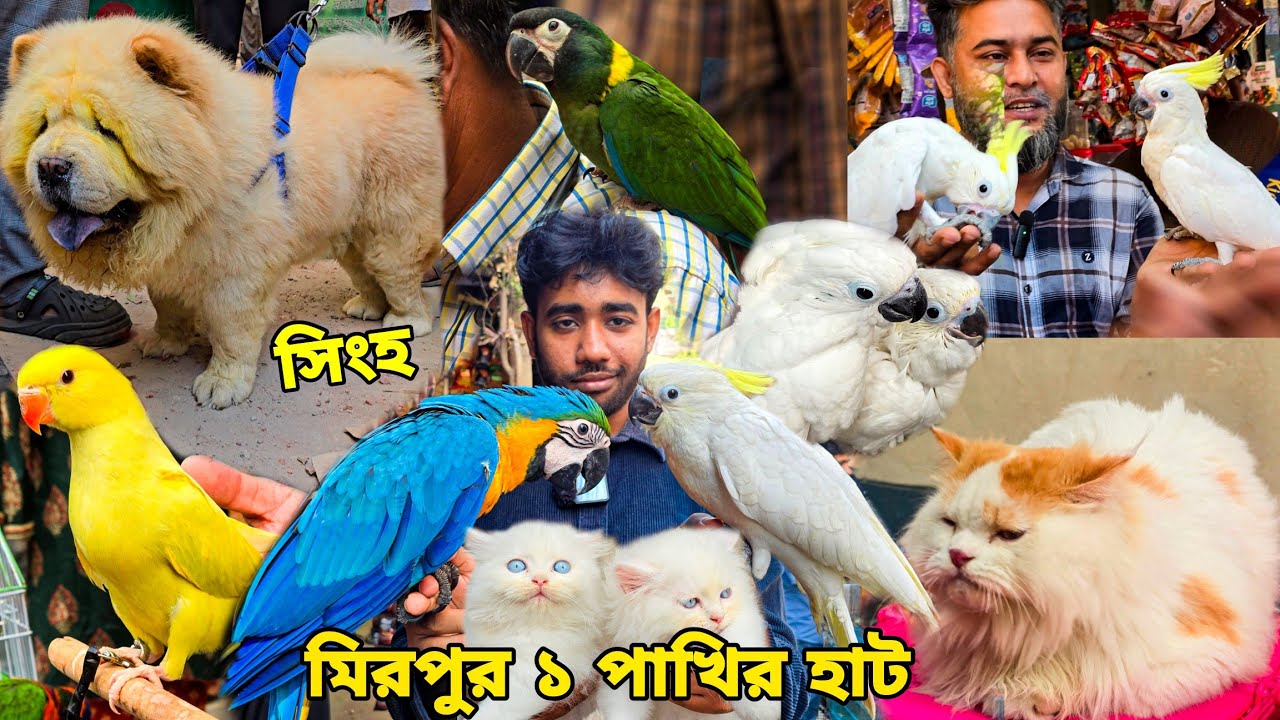 সিংহের মত কুকুর | মিরপুর ১ পাখির হাট | Chow Chow Dog, Macaw , Persian kitten | Mirpur 1 Pakhir haat 