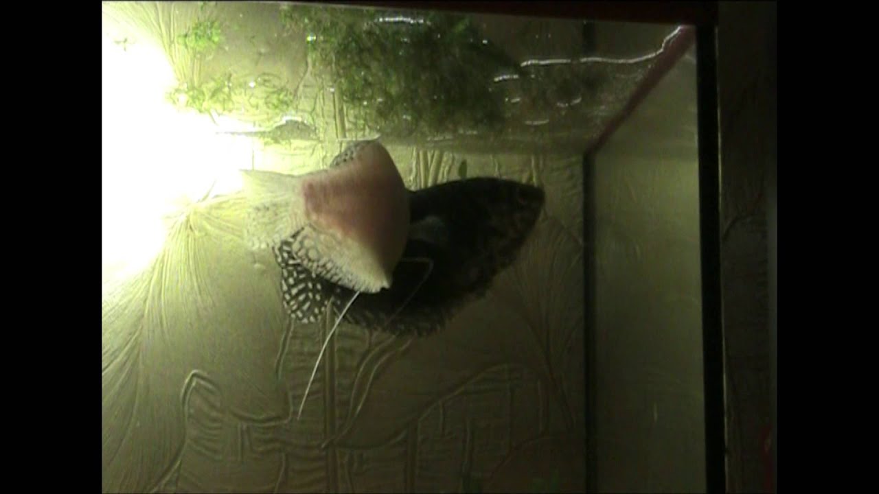 Рыбки Гурами  Размножение рыбок Гурами