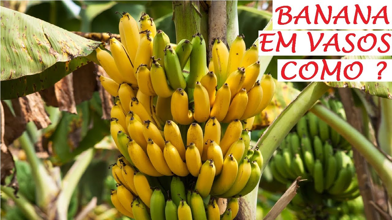 Banana Produz em Vaso? veja hoje!