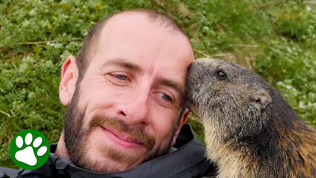 Hiker's magical wildlife moment