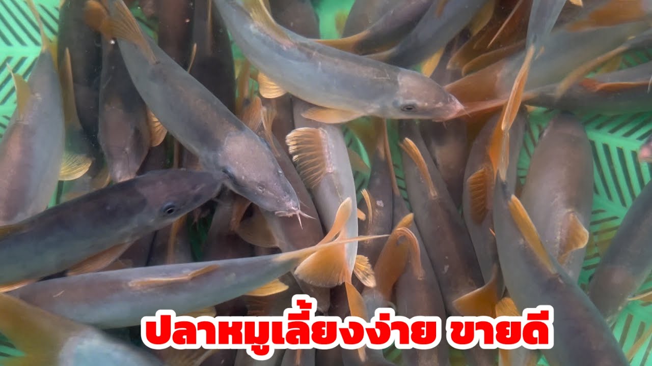 วิธีการเลี้ยงปลาหมู ปลาหมูเลี้ยงง่าย ขายดี ที่จังหวัดมหาสารคาม 096-1903294