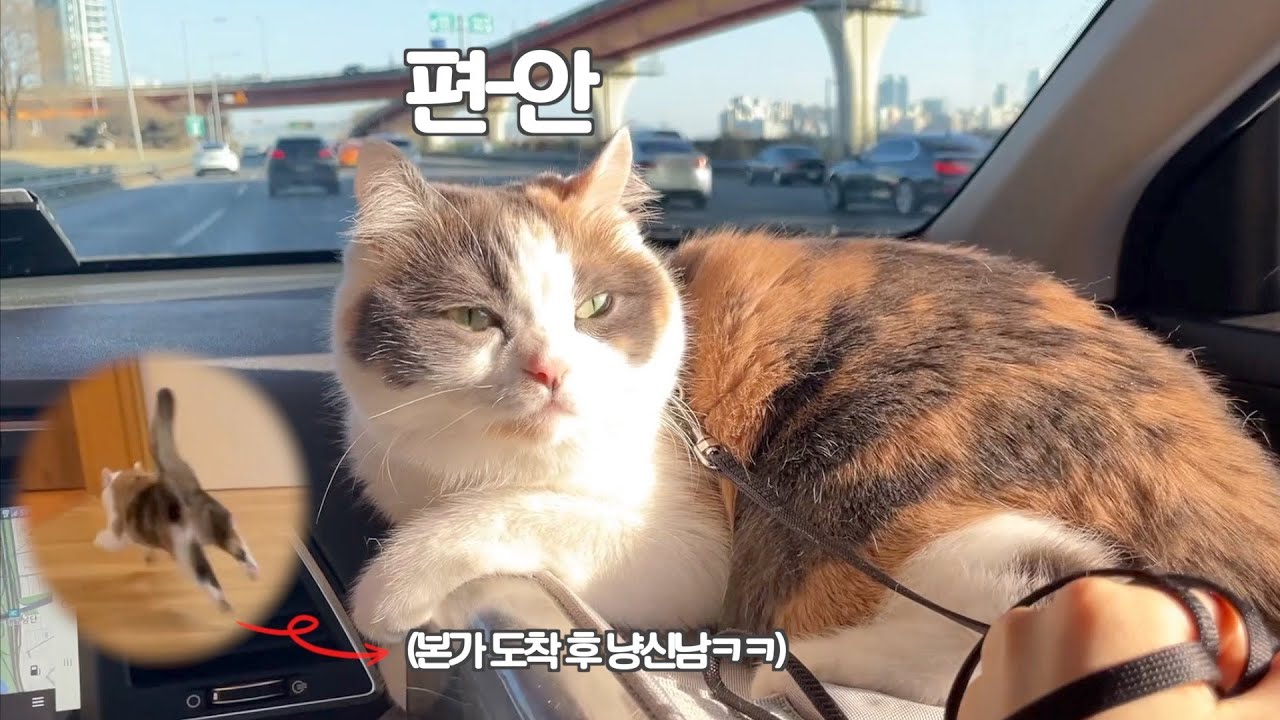 냥생 처음 귀성길에 오른 고양이