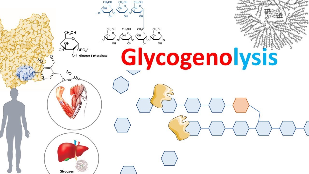 Glycogenolysis and its regulation
