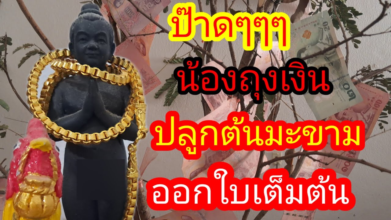 พ่อไสวพารวย.. channel กำลังถ่ายทอดสด! น้องถุงเงินปลูกต้นมะขาม ออกใบบอกเลข 3 ตัวตรง