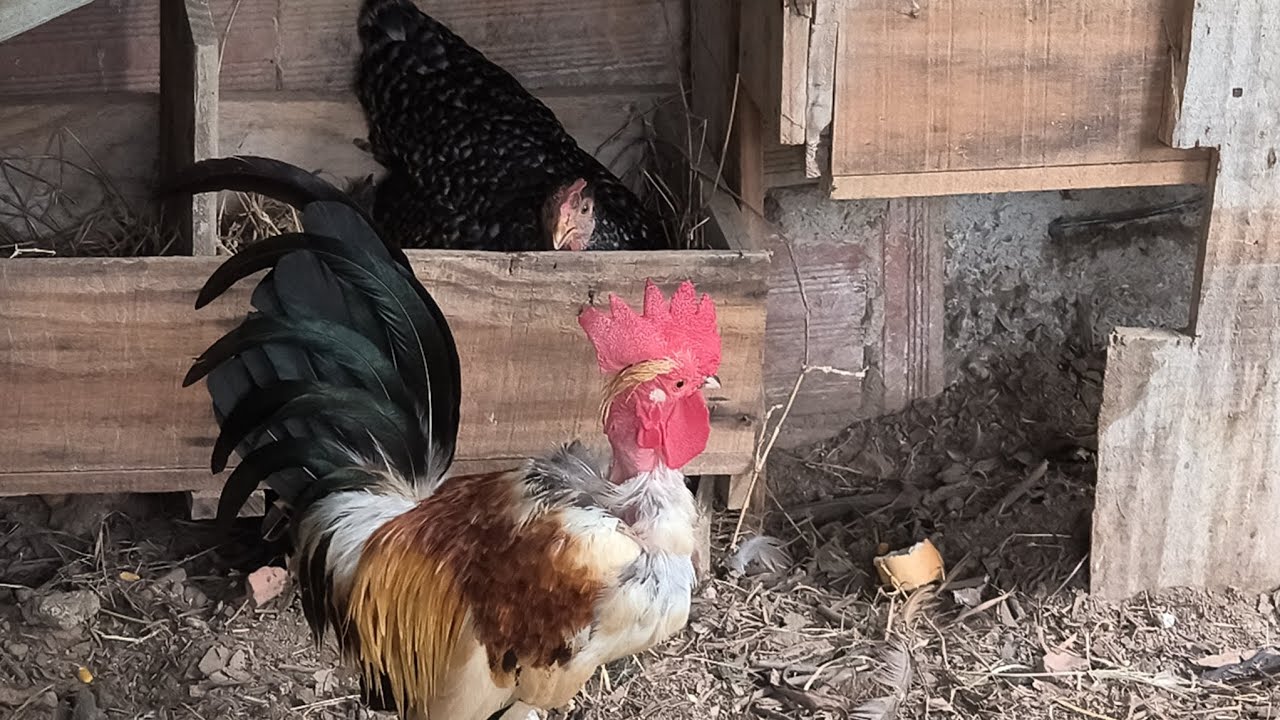 Galinha chocando ovos de pata e marreca.../ Marreca iniciando postura...