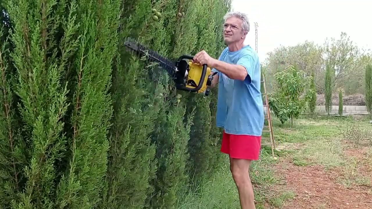 Poda SETO de OCULTACIÓN con CORTASETOS. Seto de ciprés y fotinia.