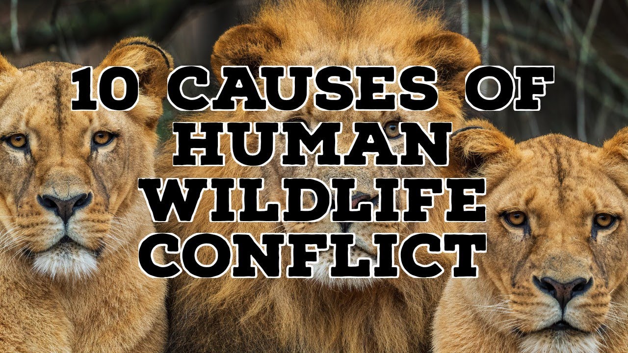 10 CAUSES OF HUMAN WILDLIFE CONFLICT