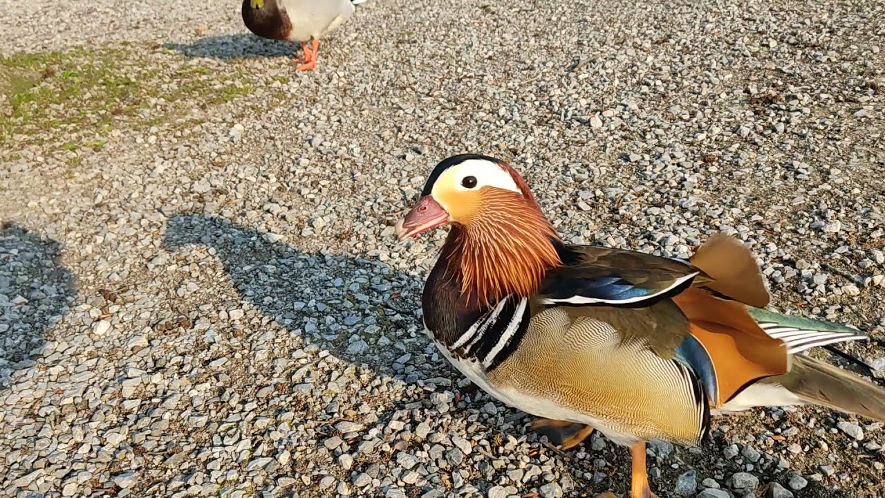 Mandarin Duck doesnt Like Mallards