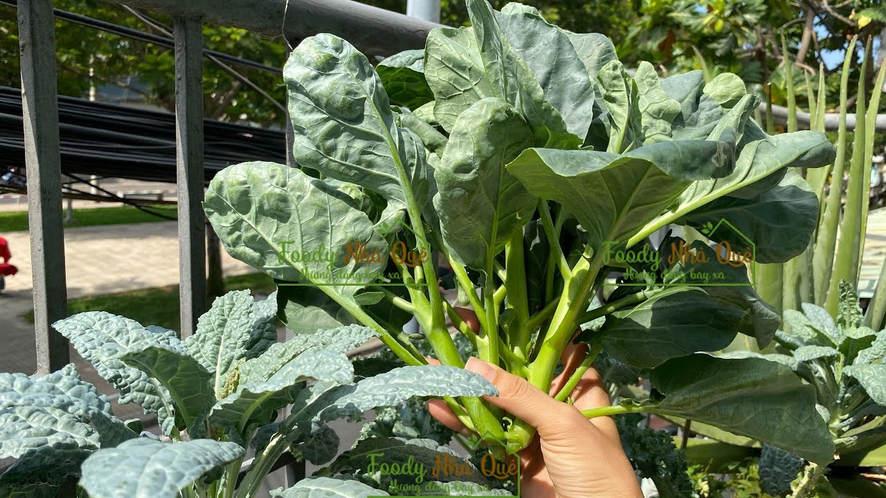 CÁCH TRỒNG CẢI RỔ TẠI NHÀ| How to Grow Chinese Broccoli