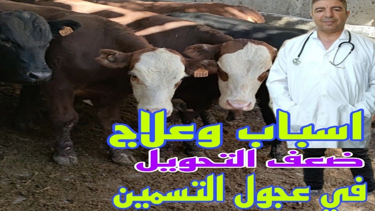 اسباب ضعف اوزان عجول التسمين..اسرار خطيرة ومعلومات جديدة ..دكتور/السيدالطوخي