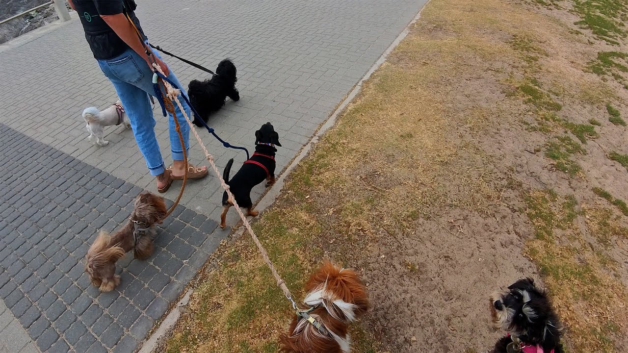 Miniature Schnauzer Walking With Dogs Den Cape Town