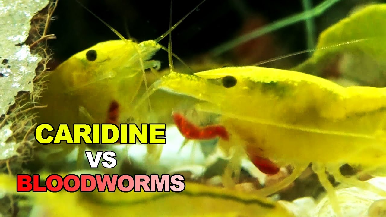 Chironomus alle Caridine (Piacerà?) • Caridine VS Food