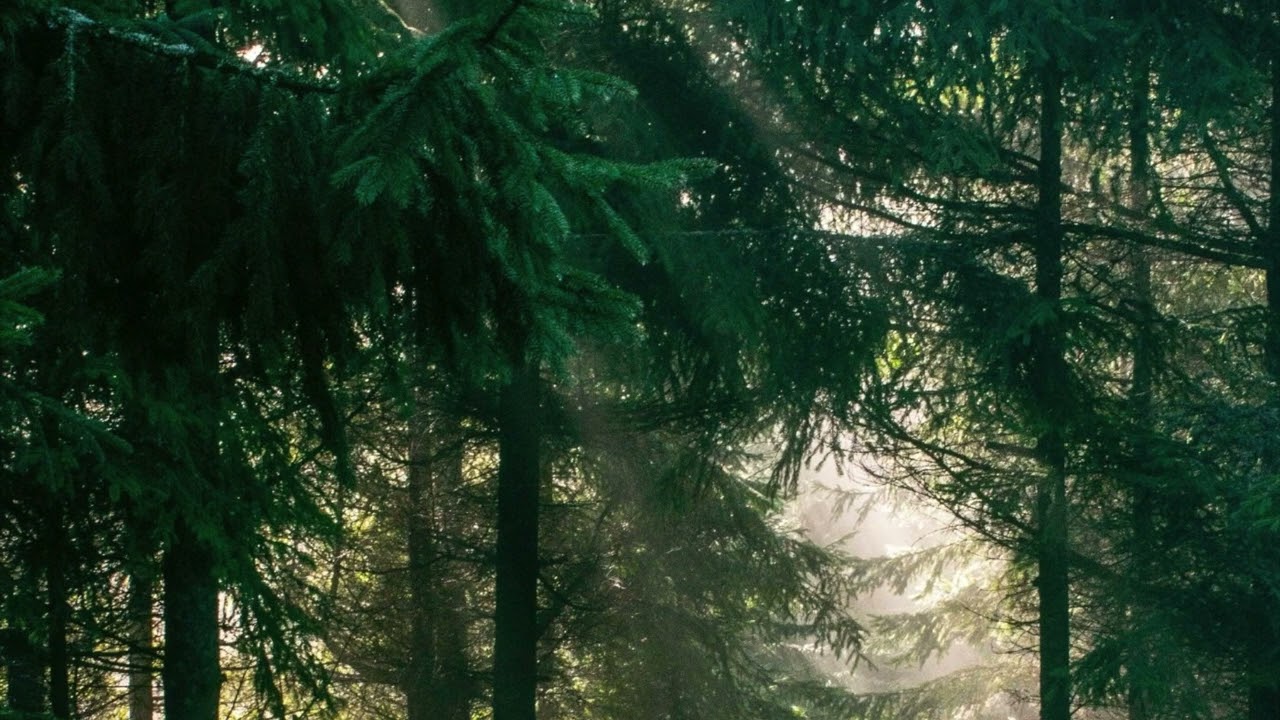 Soulmida – Paradise Forest (Official Audio) (Ambient / Relax / Sleep Music)