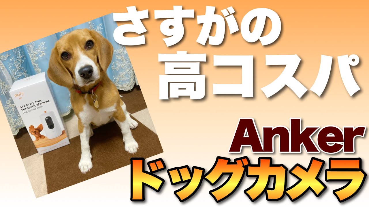 【良コスパ】Ankerのドッグカメラ「Eufy Dog Camera D605」をレビューします。性能と完成度を考えると妥当です