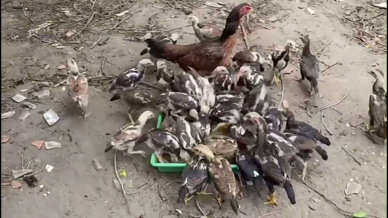 Vejam os pintos do pata verde