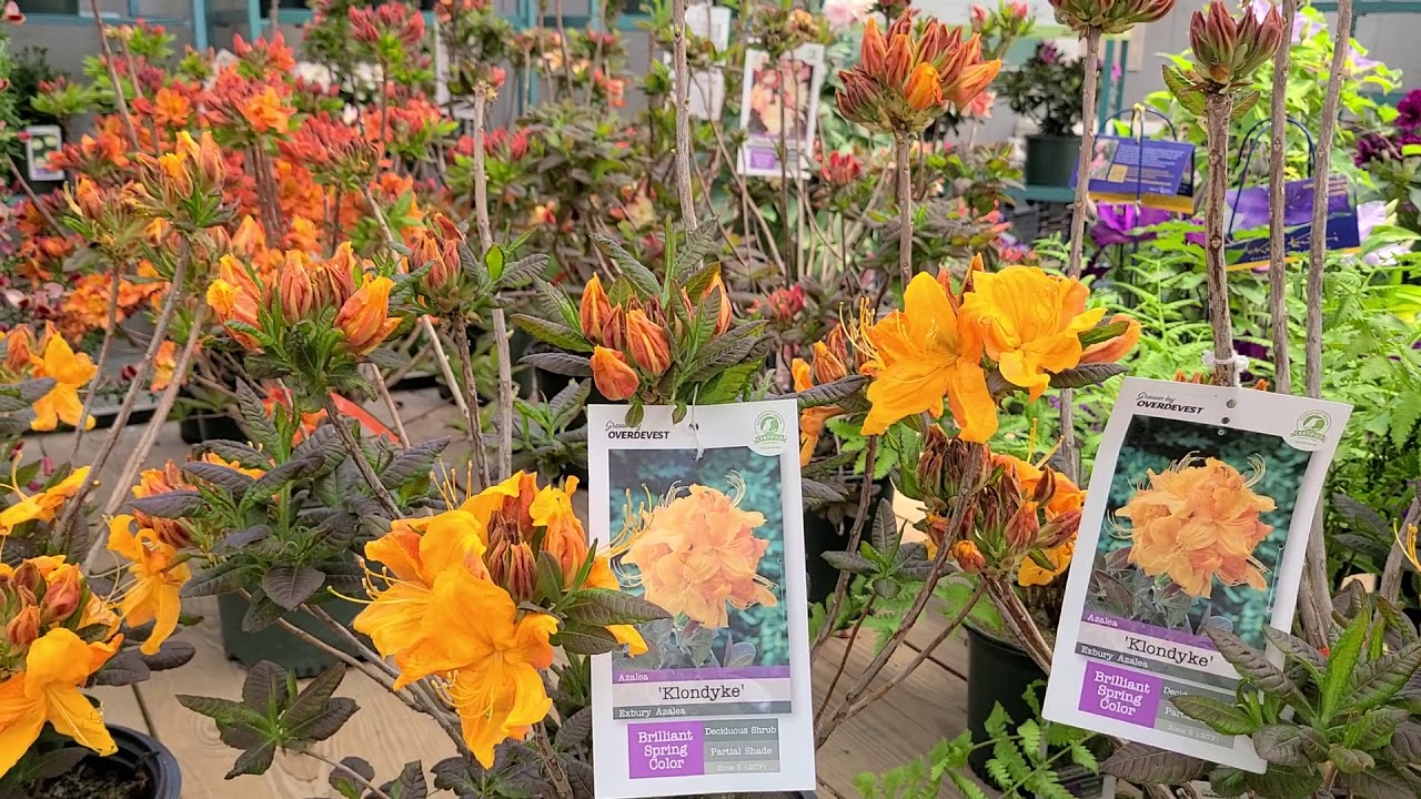 Azalea 'Klondyke' // Ignite ⚡️Your Garden With Rich Golden Spring COLOR & Divine Fragrance!