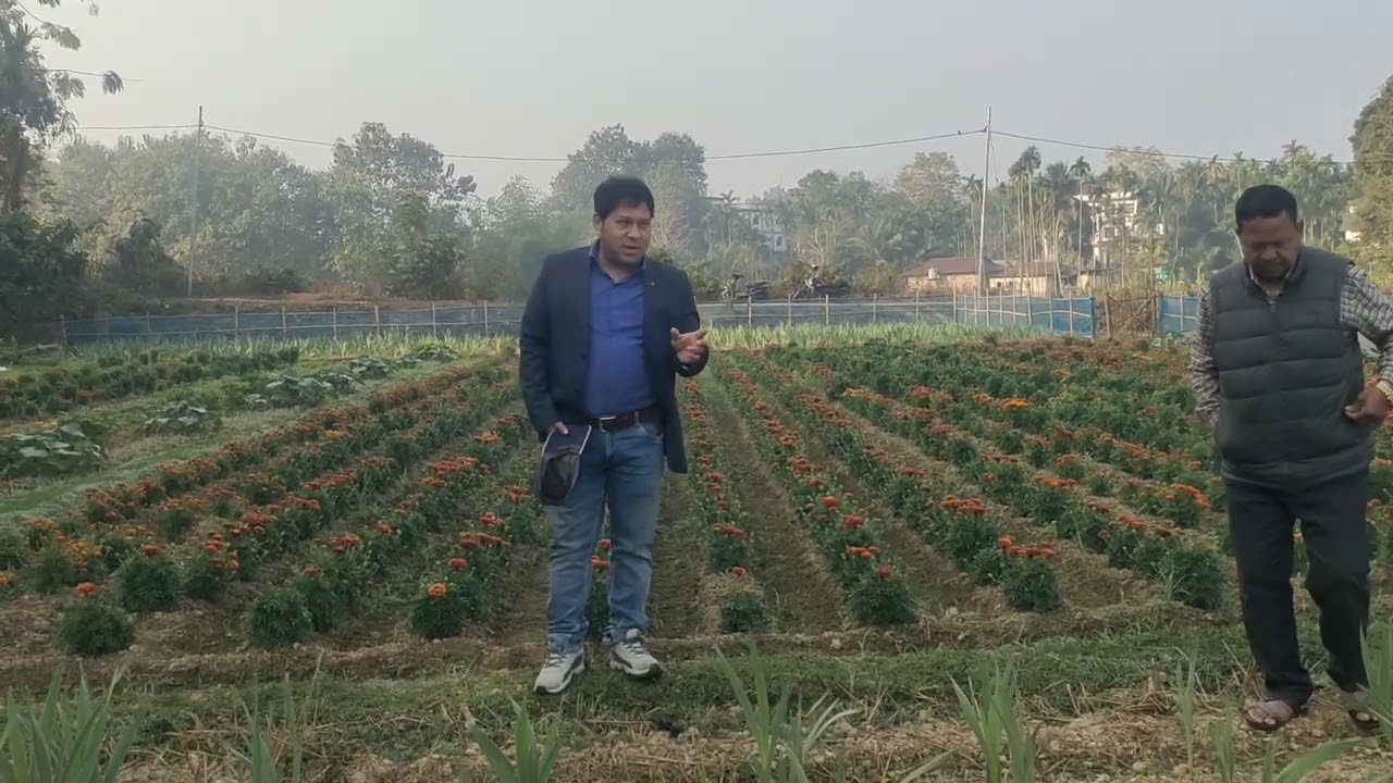 @kabir33671 Different flowers 💐🌹 cultivation under MIDH scheme at Uricherra