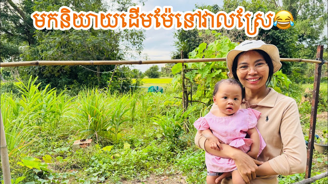 Life at the Countryside -my parents paddy field | green rice fields in my village