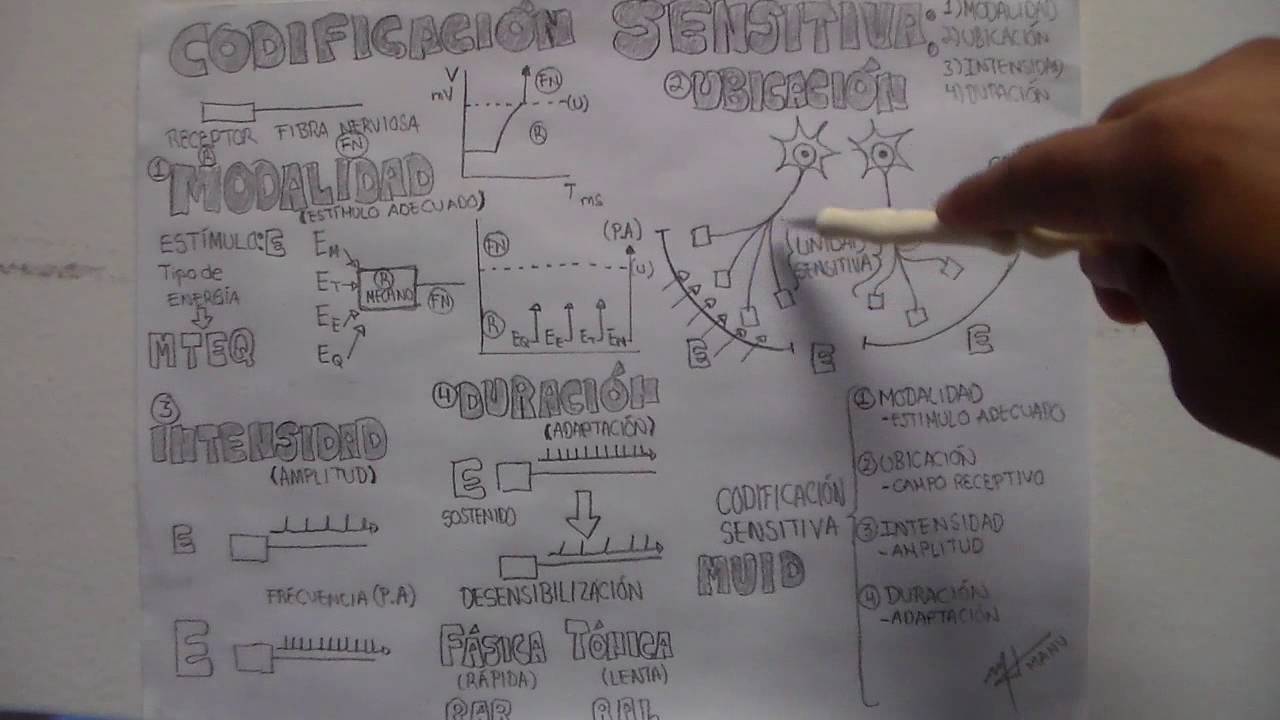 Codificación Sensitiva