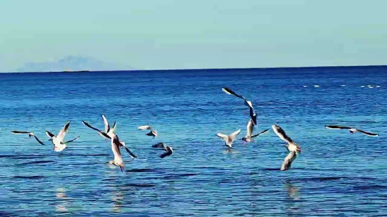 从海边看浪看海鸥，洞察自然带来的心灵治愈密码