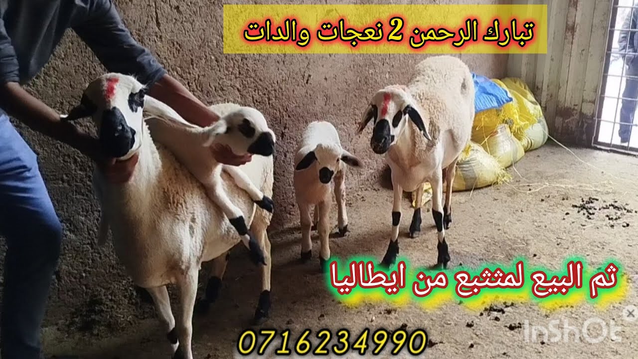 تبارك الرحمن 2 نعجات والدات ثم البيع لمثثبع من ايطاليا و #الضيعة_االبروج 7/12/2025