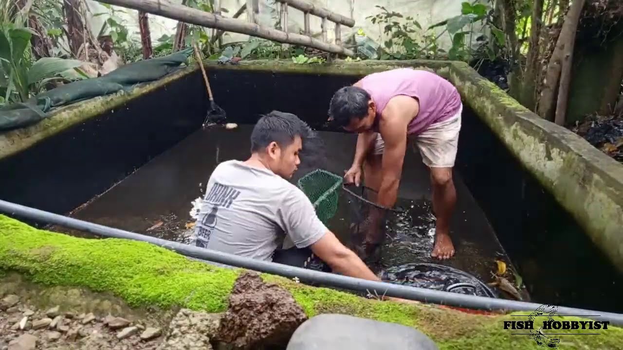 BACKYARD TILAPIA GROWOUT POND WATER CHANGE (100%) + REPLACING THE OVERHEAD NET