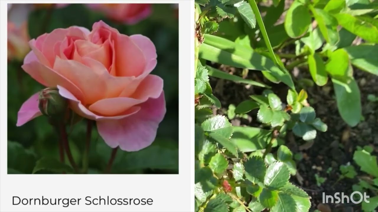 Bare root roses from Tuincentrum update| Uncle Tom&rsquo;s foliar feed observation  🐣 🌹