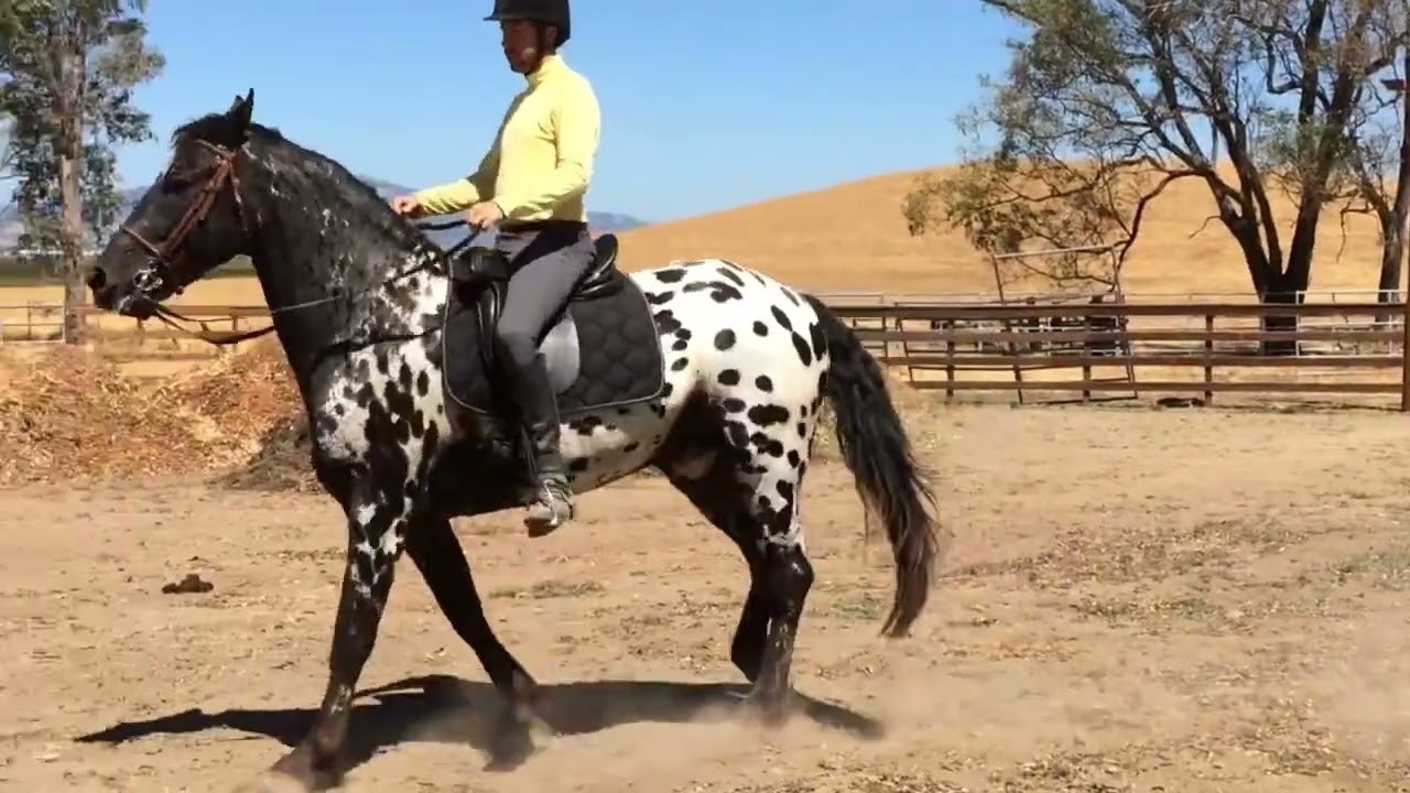 Dan & Marengo 1