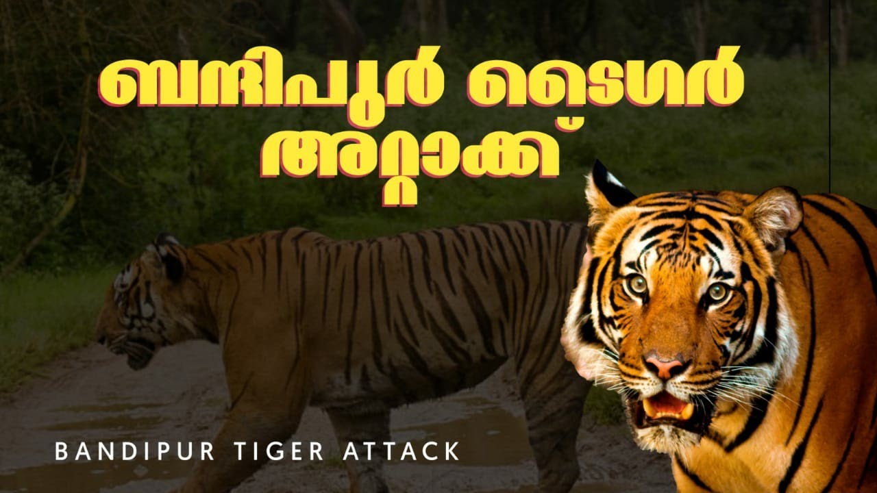 bandipur tiger attack