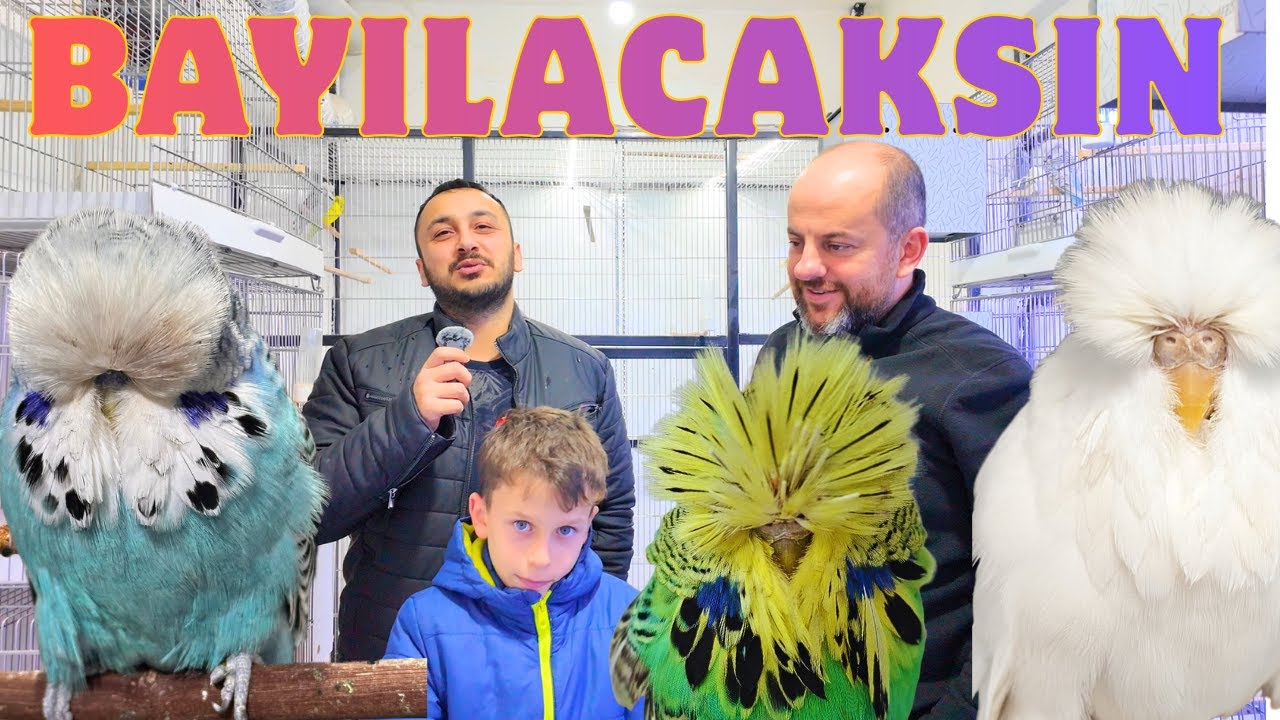 ÜST VASIF SHOW JUMBO MUHABBET KUŞU KÜMESİMİZ ! HER YER TEKSAS OLMUŞ