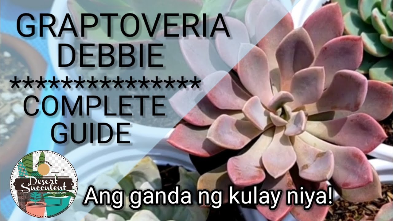 54/100 Graptoveria Debbie Succulent Care Guide || A pretty pink-purple Succulent