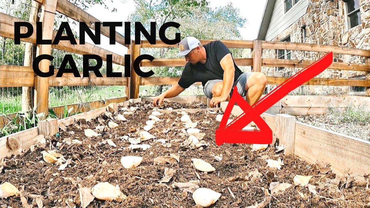 It's NOT To Late | Planting Elephant Garlic | Step By Step