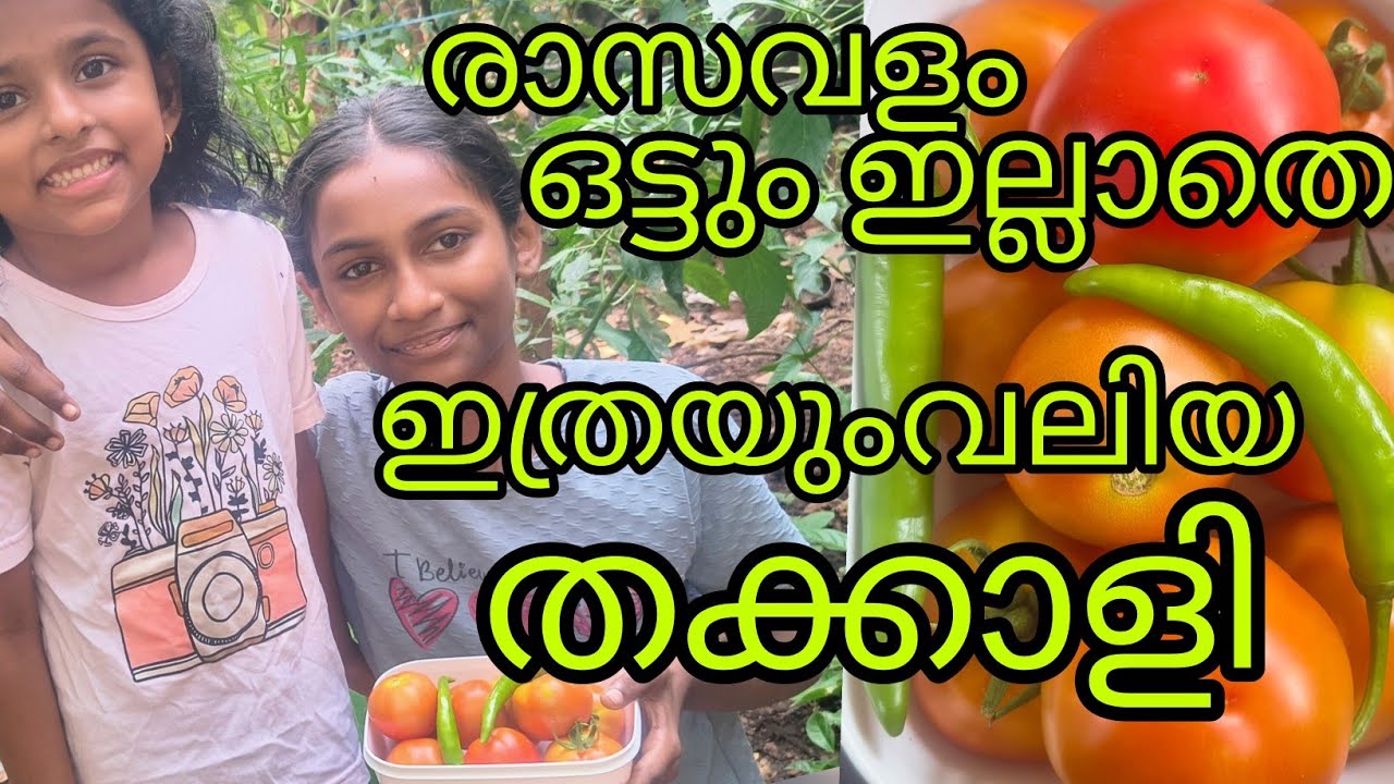 വെറും മൂന്ന് ചെടിയിൽ നിന്നും ഇത്രയധികം തക്കാളി vegiteble