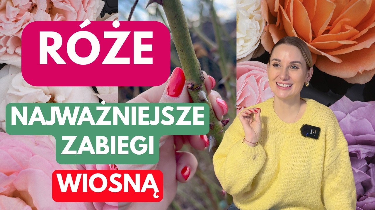 RÓŻE - KIEDY CIĄĆ? JAKIE ZABIEGI WYKONAĆ WIOSNĄ, BY RÓŻE PIĘKNIE KWITŁY?