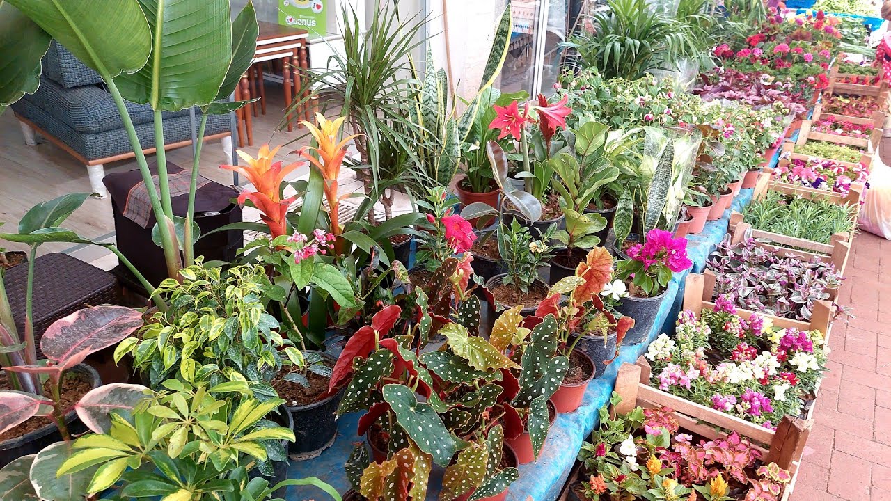 Pazar Tezgahında Muhteşem Çiçekler