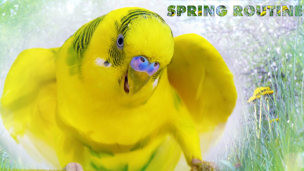 Budgie Spring Routine - Can Budgies eat a Dandelion?