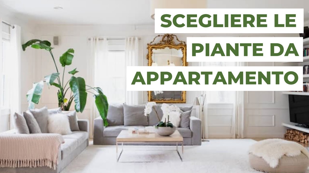 Come scegliere le PIANTE DA APPARTAMENTO per decorare casa
