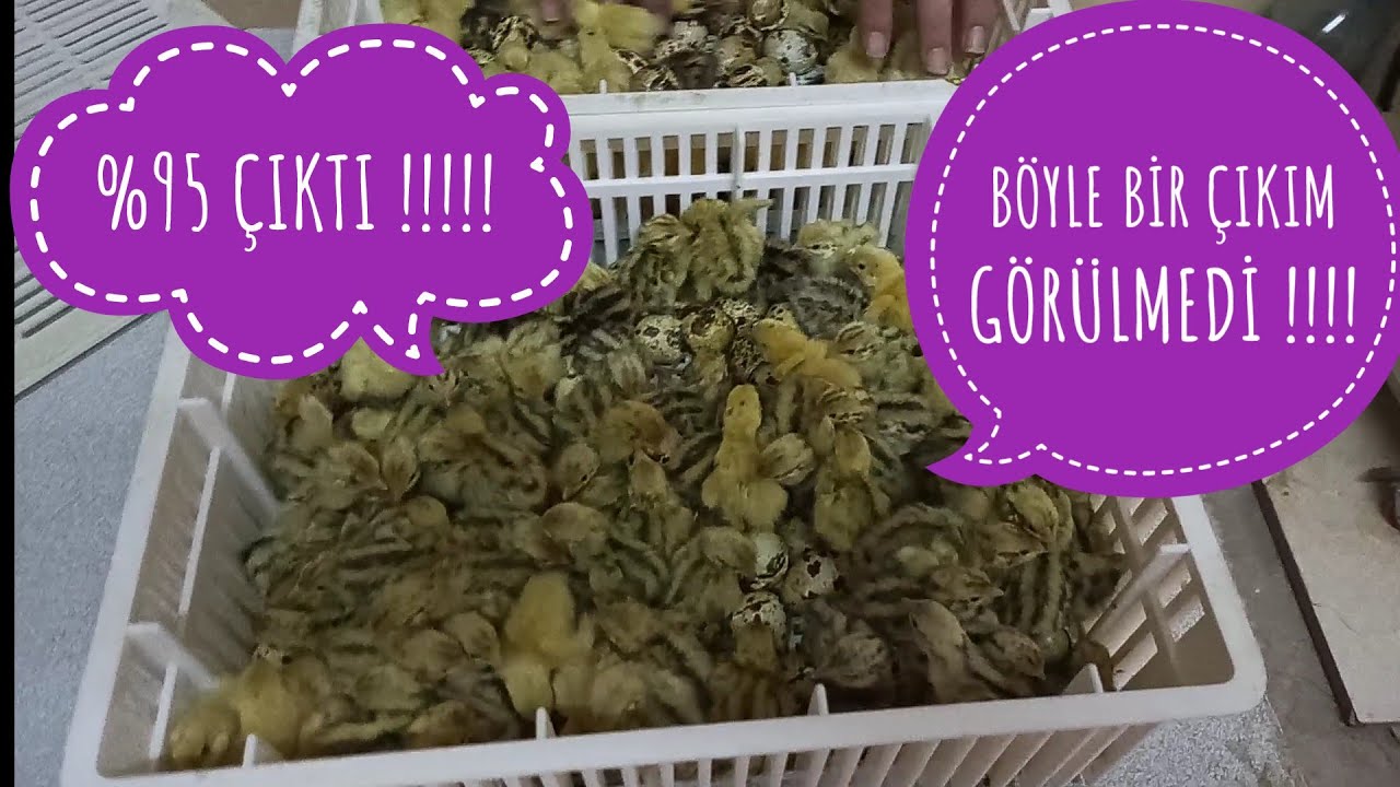 BÖYLE BİR CİVCİV ÇIKIMI GÖRÜLMEDİ !!!! %95 ÇIKIM!!!!