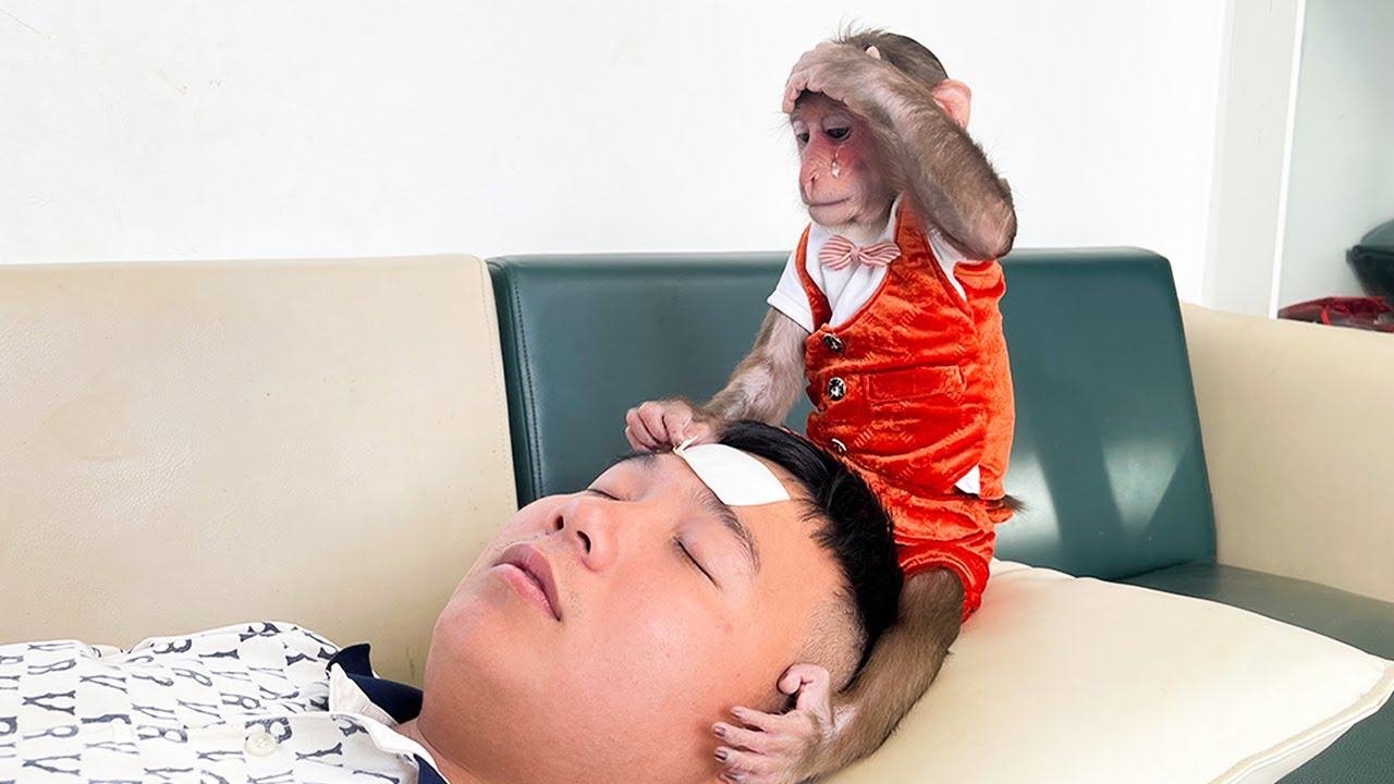 So Touching! Monkey Cubis cries, worried when dad fell seriously ill!