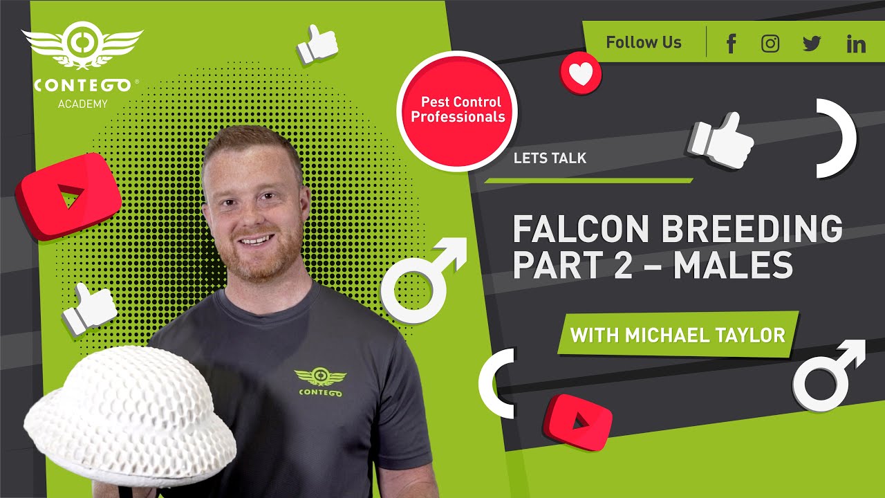 Falcon Breeding | Semen collection and the male birds
