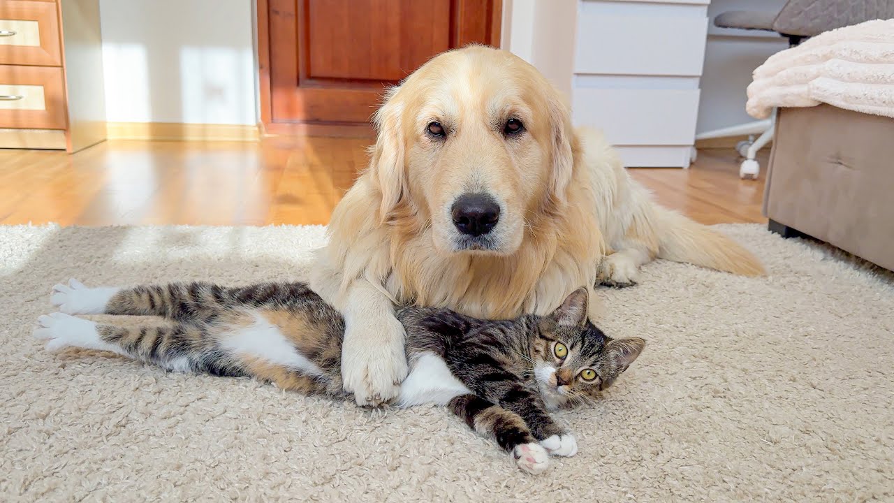 Golden Retriever and Kitten Become Best Friends From Day One!!