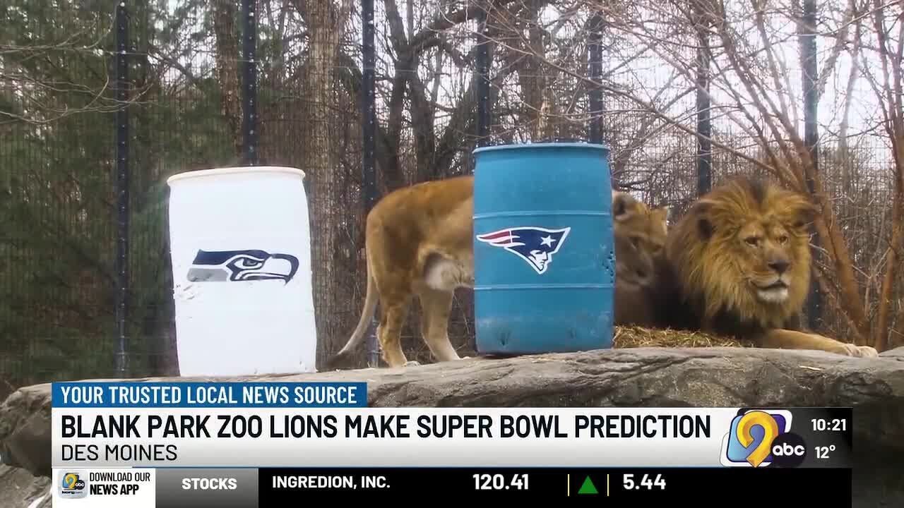 Blank Park Zoo lions make 2026 Super Bowl prediction
