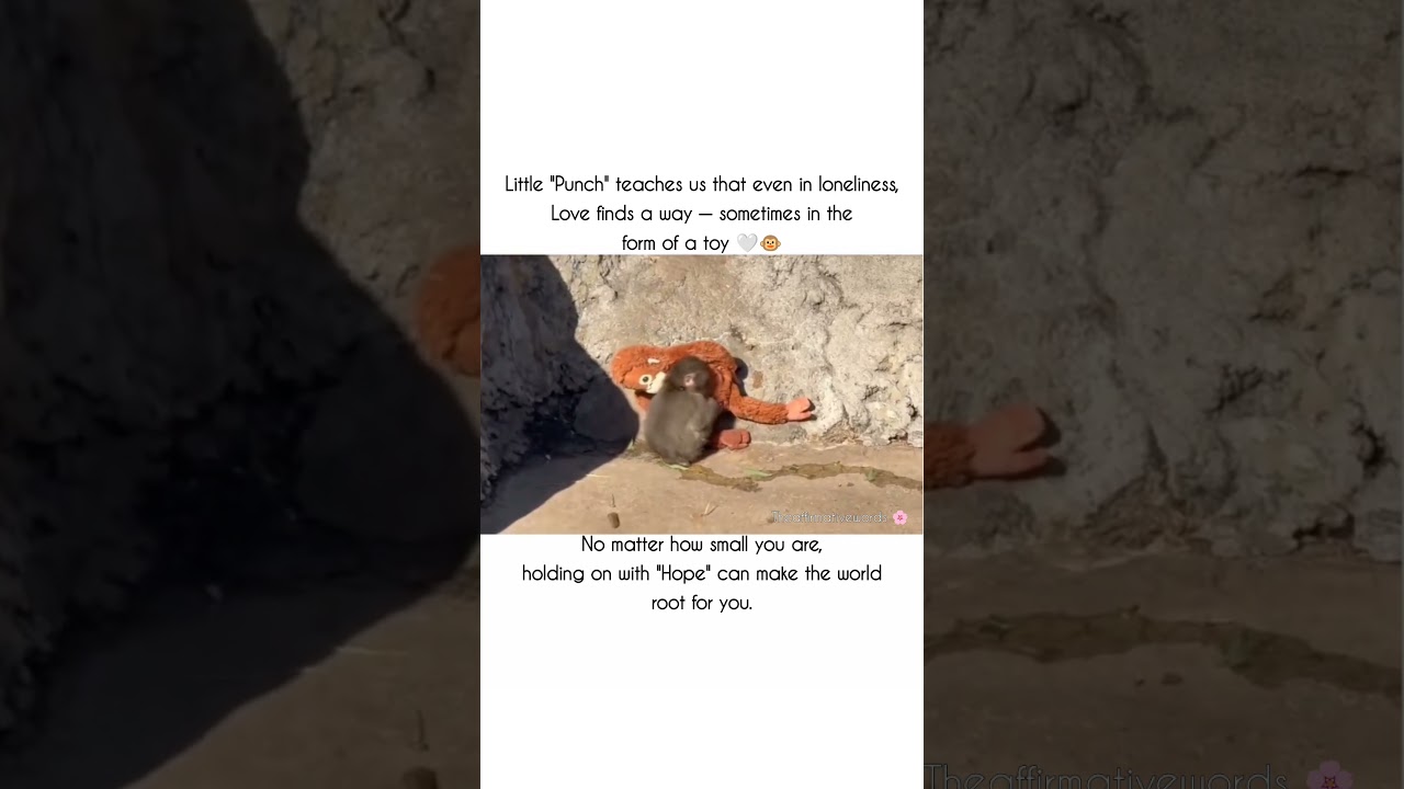 Punch - The Viral Baby Monkey 🐵 (macaque) on Internet | Full Story in Description | #punch #viralnow
