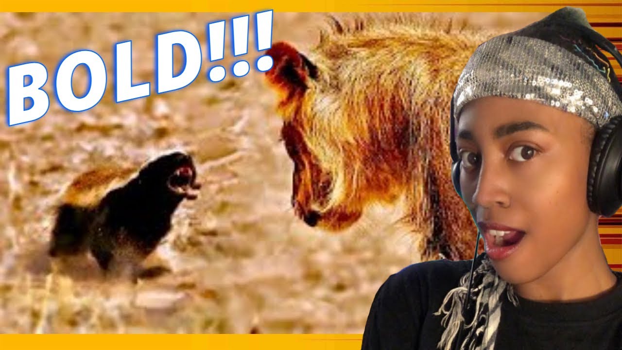 My New Spirit Animal!…Why Honey Badgers Don't Fear God or Lions | Casual Geographic Reaction