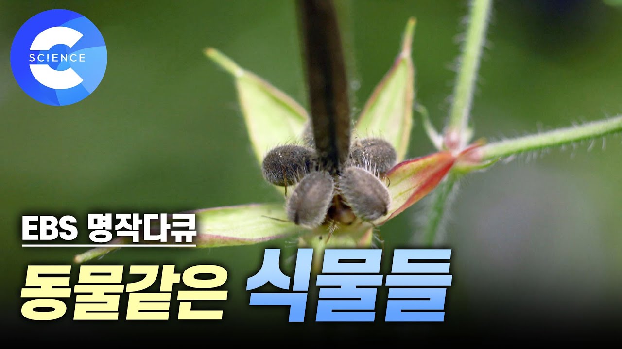 혼자서도 잘해요🌿 스스로 씨앗을 퍼트리는 식물들 | 투석기처럼 씨앗을 날려보내는  '이질풀'